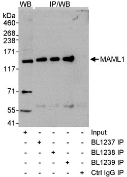 MAML1 Rabbit anti-Human, Polyclonal, Bethyl Laboratories 100 &mu;L; Unconjugated:Antibodies,