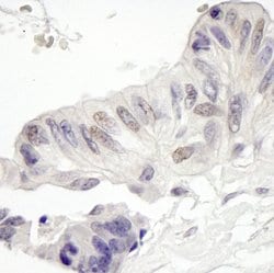 MAML1 Polyclonal Antibody, Bethyl Laboratories 10 &mu;L; Unconjugated:Antibodies,