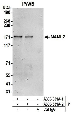 MAML2 Rabbit anti-Human, Polyclonal, Bethyl Laboratories 100 &mu;L; Unconjugated:Antibodies,