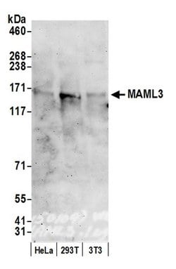 MAML3 Rabbit anti-Human, Polyclonal, Bethyl Laboratories 100 &mu;L; Unconjugated:Antibodies,