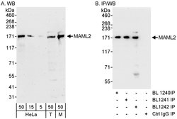 MAML2 Rabbit anti-Human, Mouse, Polyclonal, Bethyl Laboratories 100 &mu;L;