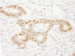 MAML2 Polyclonal Antibody, Bethyl Laboratories 100 &mu;L; Unconjugated:Antibodies,