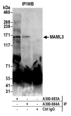 MAML3 Rabbit anti-Human, Polyclonal, Bethyl Laboratories 100 &mu;L; Unconjugated:Antibodies,