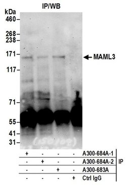 MAML3 Rabbit anti-Human, Mouse, Polyclonal, Bethyl Laboratories 100 &mu;L;