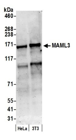MAML3 Rabbit anti-Human, Mouse, Polyclonal, Bethyl Laboratories 100 &mu;L;