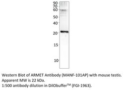 ARMET Rabbit anti-Human, Mouse, Rat, Polyclonal, FabGennix 200 &mu;L; Unconjugated:Antibodies,