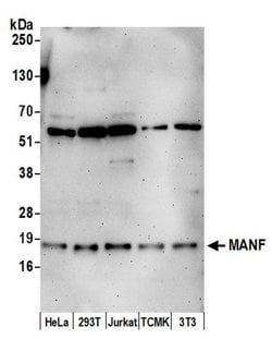 MANF Polyclonal Antibody, Bethyl Laboratories 20 &mu;L; Unconjugated:Antibodies,