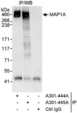 MAP1A Rabbit anti-Human, Polyclonal, Bethyl Laboratories 10 &mu;L; Unconjugated:Antibodies,