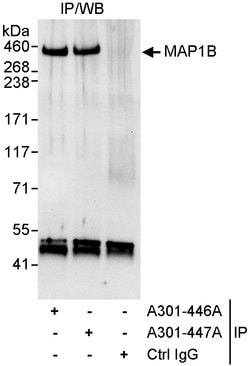 MAP1B Rabbit anti-Human, Polyclonal, Bethyl Laboratories 10 &mu;l; Unlabeled:Antibodies,