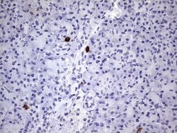MAP1LC3A Monoclonal Antibody (OTI10H6), TrueMAB , OriGene 100 &mu;L; Unconjugated:Antibodies,