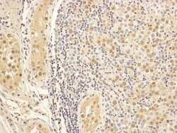 MAP1S Rabbit anti-Human, Polyclonal, Bethyl Laboratories 100 &mu;L; Unconjugated:Antibodies,