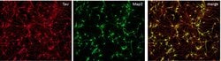 Invitrogen MAP2 Polyclonal Antibody 100 &mu;L; Unconjugated:Antibodies,