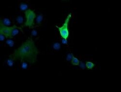 MAP2K1 Monoclonal Antibody (OTI2D4), TrueMAB , OriGene 100 &mu;L; Unconjugated:Antibodies,