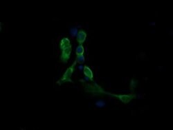 MAP2K1 Monoclonal Antibody (OTI2G5), TrueMAB , OriGene 100 &mu;L; Unconjugated:Antibodies,