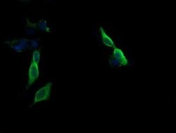 MAP2K1 Monoclonal Antibody (OTI1E5), TrueMAB , OriGene 100 &mu;L; Unconjugated:Antibodies,