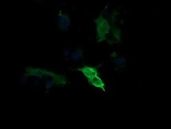 MAP2K1 Monoclonal Antibody (OTI3B4), TrueMAB , OriGene 100 &mu;L; Unconjugated:Antibodies,