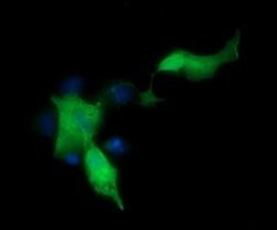 MAP2K1 Monoclonal Antibody (OTI2B7), TrueMAB , OriGene 100 &mu;L; Unconjugated:Antibodies,