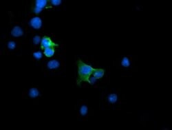 MAP2K1 Monoclonal Antibody (OTI3H5), TrueMAB , OriGene:Antibodies:Primary