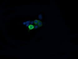 MAP2K1 Monoclonal Antibody (OTI4B1), TrueMAB , OriGene 100 &mu;L; Unconjugated:Antibodies,