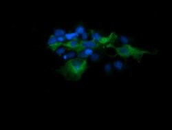 MAP2K1 Monoclonal Antibody (OTI2F1), TrueMAB , OriGene 100 &mu;L; Unconjugated:Antibodies,