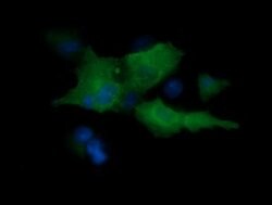 MAP2K1 Mouse anti-Canine, Human, Mouse, Rat, Clone: OTI1B4, lyophilized,