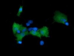 MAP2K1 Monoclonal Antibody (OTI7F3), TrueMAB , OriGene 100 &mu;L; Unconjugated:Antibodies,
