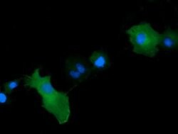 MAP2K1 Monoclonal Antibody (OTI8A6), TrueMAB , OriGene:Antibodies:Primary