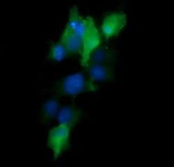 MAP2K1 Monoclonal Antibody (OTI1A10), TrueMAB , OriGene:Antibodies:Primary