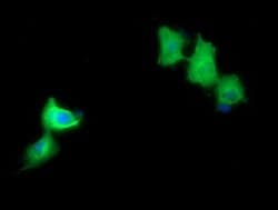 MAP2K1 Monoclonal Antibody (OTI3C1), TrueMAB , OriGene 100 &mu;L; Unconjugated:Antibodies,