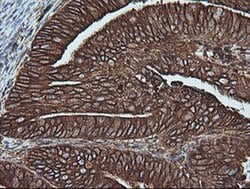 MAP2K1 Monoclonal Antibody (OTI2D4), TrueMAB , OriGene 100 &mu;L; Unconjugated:Antibodies,