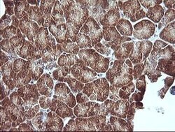 MAP2K1 Monoclonal Antibody (OTI2G5), TrueMAB , OriGene 100 &mu;L; Unconjugated:Antibodies,
