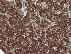 MAP2K1 Monoclonal Antibody (OTI3B4), TrueMAB , OriGene 100 &mu;L; Unconjugated:Antibodies,
