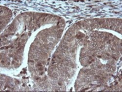 MAP2K1 Mouse anti-Canine, Human, Mouse, Rat, Clone: OTI3H5, lyophilized,