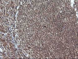MAP2K1 Mouse anti-Canine, Human, Mouse, Rat, Clone: OTI3H5, lyophilized,