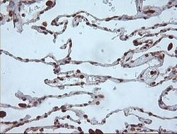 MAP2K1 Mouse anti-Canine, Human, Mouse, Rat, Clone: OTI3H5, lyophilized,