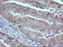 MAP2K1 Monoclonal Antibody (OTI4H1), TrueMAB , OriGene 100 &mu;L; Unconjugated:Antibodies,