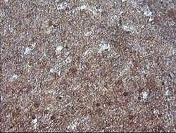 MAP2K1 Monoclonal Antibody (OTI4H1), TrueMAB , OriGene 100 &mu;L; Unconjugated:Antibodies,