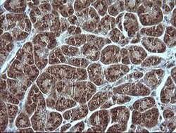 MAP2K1 Monoclonal Antibody (OTI4B1), TrueMAB , OriGene 100 &mu;L; Unconjugated:Antibodies,