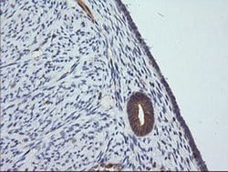 MAP2K1 Mouse anti-Canine, Human, Mouse, Rat, Clone: OTI4E1, liquid, TrueMAB