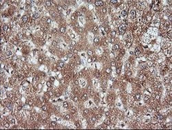 MAP2K1 Monoclonal Antibody (OTI8A6), TrueMAB , OriGene 100 &mu;L; Unconjugated:Antibodies,