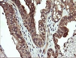 MAP2K1 Monoclonal Antibody (OTI1A10), TrueMAB , OriGene 100 &mu;L; Unconjugated:Antibodies,