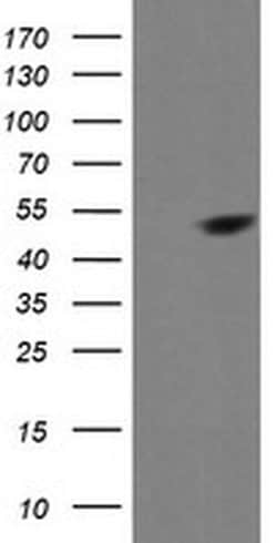 MAP2K1 Monoclonal Antibody (OTI4H1), TrueMAB , OriGene 100 &mu;L; Unconjugated:Antibodies,
