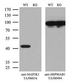 MAP2K1 Mouse anti-Canine, Human, Mouse, Rat, Clone: OTI1F9, lyophilized,