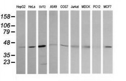 MAP2K1 Monoclonal Antibody (OTI8A6), TrueMAB , OriGene 100 &mu;L; Unconjugated:Antibodies,