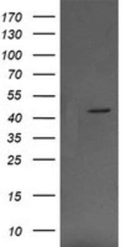 MAP2K1 Mouse anti-Canine, Human, Mouse, Clone: OTI3C1, lyophilized, TrueMAB 100 &mu;g | Buy Online | Origene Technologies | Fisher Scientific