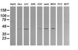 MAP2K1 Mouse anti-Canine, Human, Mouse, Clone: OTI3C1, lyophilized, TrueMAB 100 &mu;g | Buy Online | Origene Technologies | Fisher Scientific