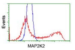 MAP2K2 Mouse anti-Human, Clone: OTI8G6, lyophilized, TrueMAB 100 &mu;g;