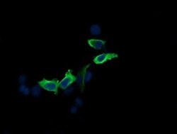 MAP2K2 Mouse anti-Canine, Human, Mouse, Clone: OTI5B4, lyophilized, TrueMAB