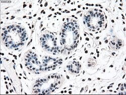 MAP2K2 Mouse anti-Human, Clone: OTI8G6, lyophilized, TrueMAB 100 &mu;g;