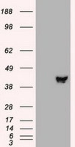 MAP2K2 Mouse anti-Human, Clone: OTI8G6, lyophilized, TrueMAB 100 &mu;g;